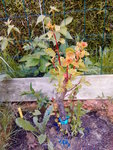 IMAG1085 - copie.jpg
