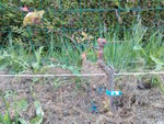 IMAG1089 - copie.jpg