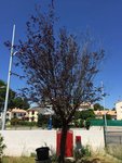 Arbre_Fruitier-(1).jpg