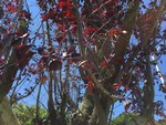 Arbre_Fruitier-(2).jpg