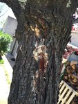 Arbre_Fruitier-(pate).jpg