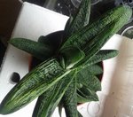 Gasteria little warty.jpg