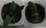 Gasteria liliputana.jpg