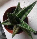 Gasteria 2.jpg