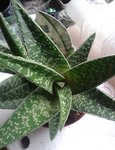 Gasteria 1.jpg