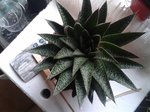 Haworthia.jpg