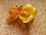 DSC00001.JPG