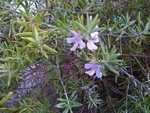 IMG_20160627_190349.jpg