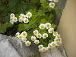 DSCN7016.JPG