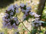 Origanum-vulgare-20150714-pichotte-06.JPG