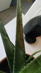 IMG_20160629_101617-ConvertImage-1.jpg