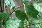 Glycine