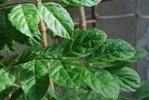 Glycine