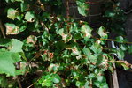 Hortensia