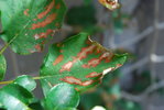 Hortensia