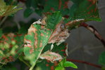 Hortensia