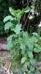 Lactuca virosa - 28 SO.jpg