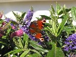 IMG_9132.jpg
