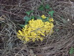 DSCF2468.jpg