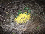 DSCF2470.jpg
