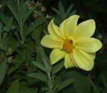Dahlia résistant 44.JPG