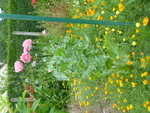 La fleur rose