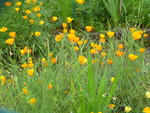 Fleurs jaune orangé
