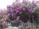 Il s'agit d'un rosier grimpant (il me semble), mais quelle est cette variété de fleurs violettes ?