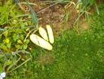 courgette blanche russie 2016.jpg