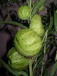 Fruits