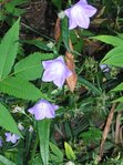 Plante 6.jpg