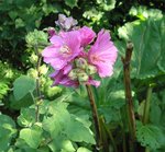 Plante 7.JPG