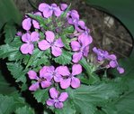Plante 8.jpg