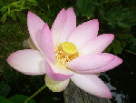 lotus