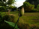 Lotus en bouton et libellule