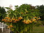 Brugmensia
