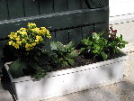 Calencoe à peine replantés