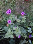 plante 4.jpg