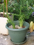 Hémérocalles trouvés quelque part dans le jardin, j'espère qu'elles vont fleurir l'année prochaine