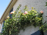Plus je les tailles, plus ils fleurissent
