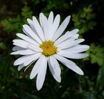 Marguerite.jpg
