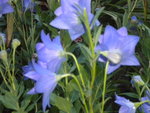 DSCN7056.JPG