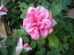 DSCN7054.JPG