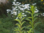 DSCN7059.JPG