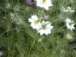 DSCN7050.JPG