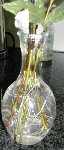 boutures salix Hakuro Nishiki
