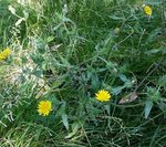 Crepis - 28 N.jpg