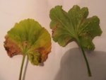 pelargonium 2016.jpg