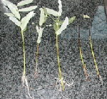 boutures salix Hakuro Nishiki