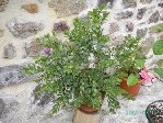 elle fait de petites fleurs viollettes